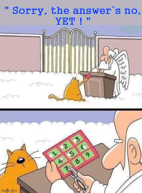 Cat Lives ! |  " Sorry, the answer`s no,
YET ! " | image tagged in what if you wanted to go to heaven | made w/ Imgflip meme maker