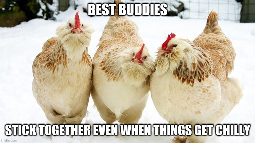 Salmon Faverolles | BEST BUDDIES; STICK TOGETHER EVEN WHEN THINGS GET CHILLY | image tagged in chickens | made w/ Imgflip meme maker