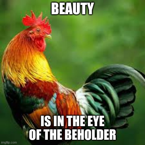Rooster Inspiration | BEAUTY; IS IN THE EYE OF THE BEHOLDER | image tagged in chicken | made w/ Imgflip meme maker