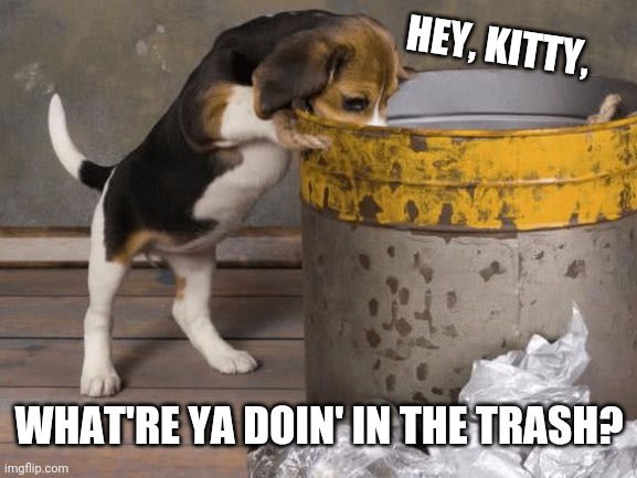 HEY, KITTY, WHAT'RE YA DOIN' IN THE TRASH? | made w/ Imgflip meme maker