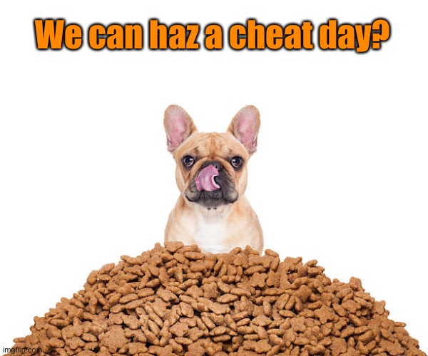 We can haz a cheat day? | made w/ Imgflip meme maker