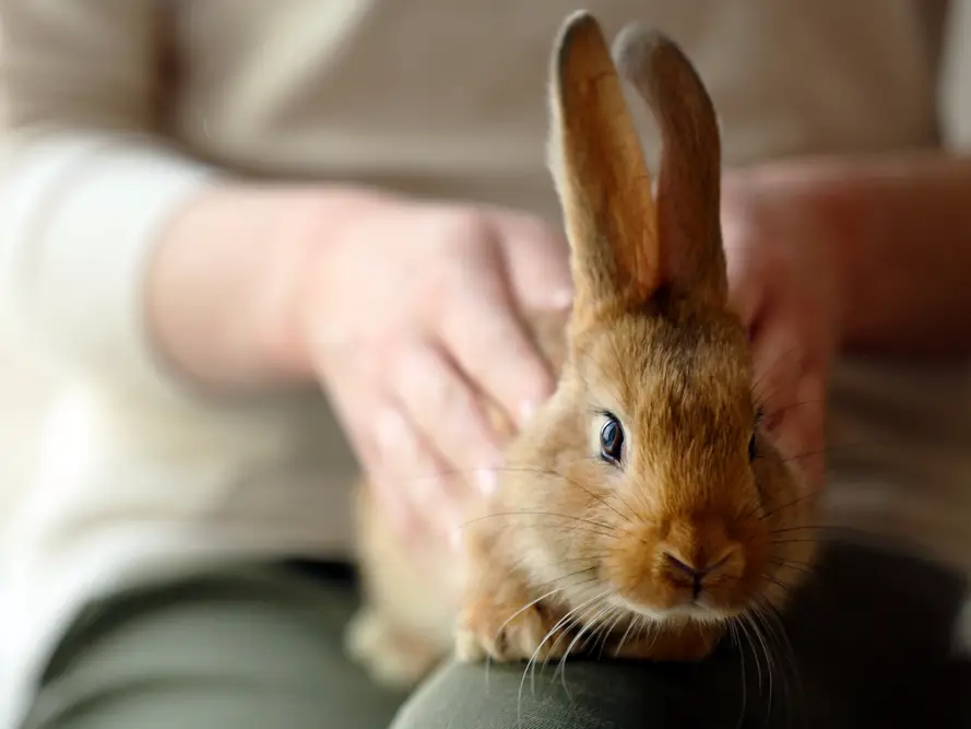 Bunny Blank Meme Template