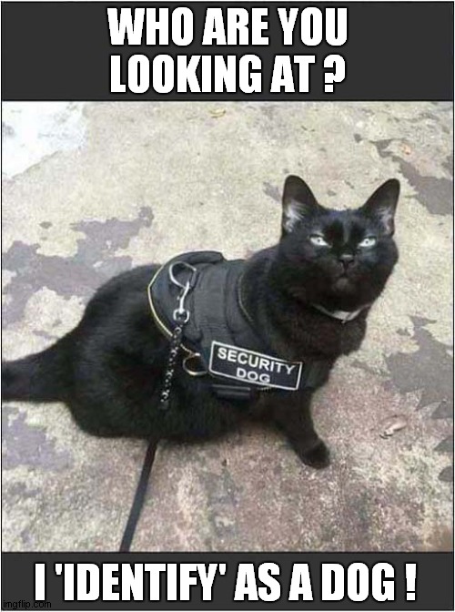 I Wouldn't Argue With This Cat (Dog) ! | WHO ARE YOU LOOKING AT ? I 'IDENTIFY' AS A DOG ! | image tagged in cats,dogs,identity | made w/ Imgflip meme maker