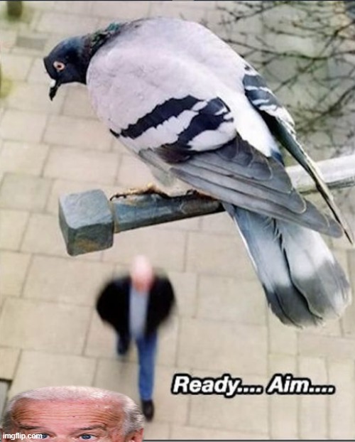 Birds be like | image tagged in memes,birds,finn jones | made w/ Imgflip meme maker