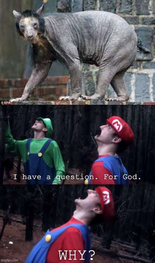 thats a shaved bear | made w/ Imgflip meme maker