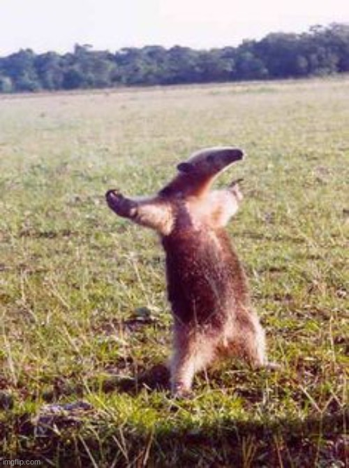 Open Arms Aardvark | image tagged in open arms aardvark | made w/ Imgflip meme maker