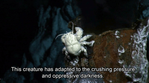 This creature has adapted to the crushing pressure Blank Meme Template