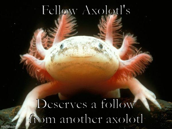 Axolotl | Fellow Axolotl's; Deserves a follow from another axolotl | image tagged in mexican axolotl | made w/ Imgflip meme maker