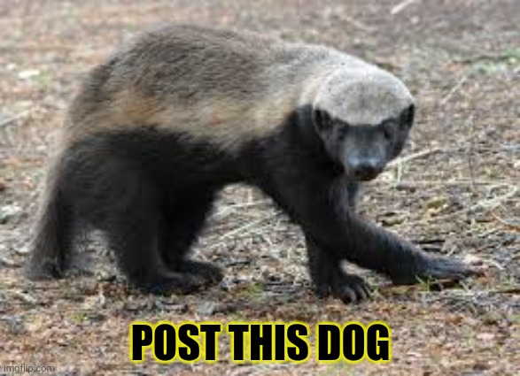 Post all the cute doges | POST THIS DOG | image tagged in post this dog,cute puppies,cute animals,doggos | made w/ Imgflip meme maker