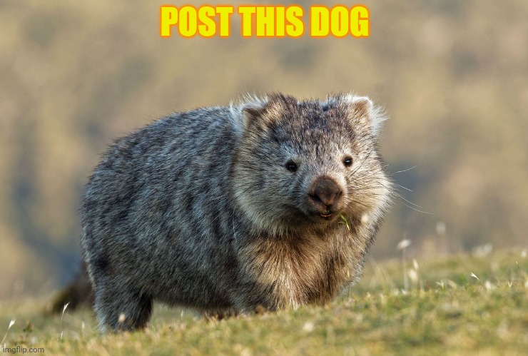 Doggo week | POST THIS DOG | image tagged in post this dog,post it,doggo week,cute dog | made w/ Imgflip meme maker