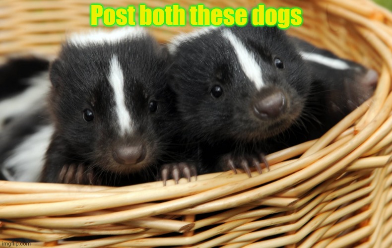 Post the dogs | Post both these dogs | image tagged in doggo week,post this dog,doge,cute puppies | made w/ Imgflip meme maker