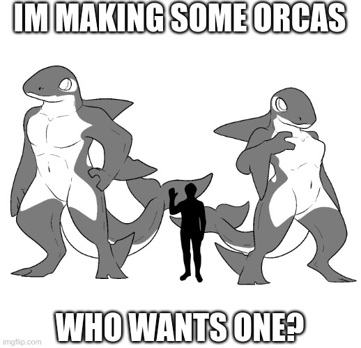 Just give me your fav+second fav color and gender, and boom. | IM MAKING SOME ORCAS; WHO WANTS ONE? | image tagged in orca,killer whale,free,colors | made w/ Imgflip meme maker