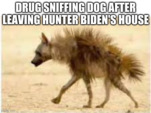 hunter the drugger | DRUG SNIFFING DOG AFTER LEAVING HUNTER BIDEN'S HOUSE | made w/ Imgflip meme maker