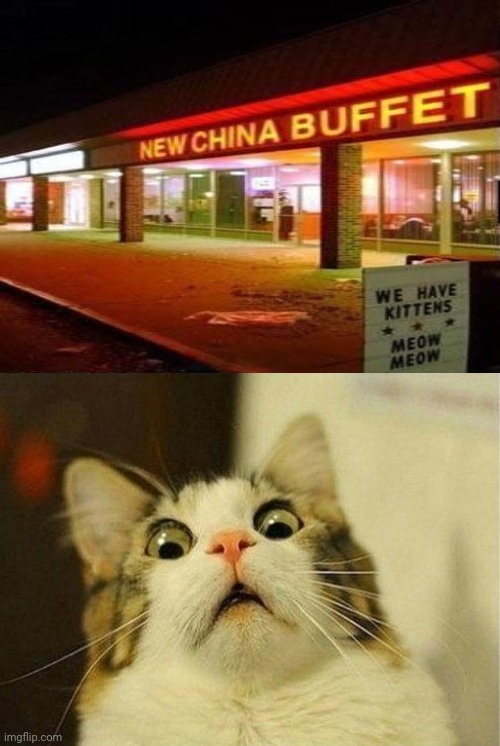 New China buffet restaurant: Kittens | image tagged in memes,scared cat,funny,meme,kittens,you had one job | made w/ Imgflip meme maker