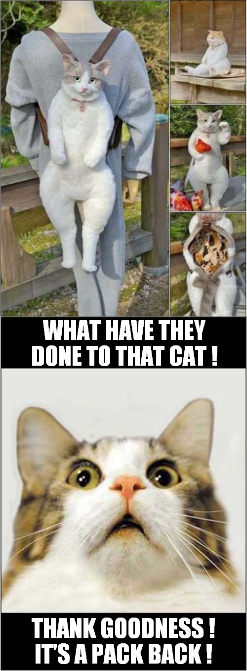 First Impressions ! | WHAT HAVE THEY DONE TO THAT CAT ! THANK GOODNESS !
IT'S A PACK BACK ! | image tagged in cats,first impressions,back pack | made w/ Imgflip meme maker