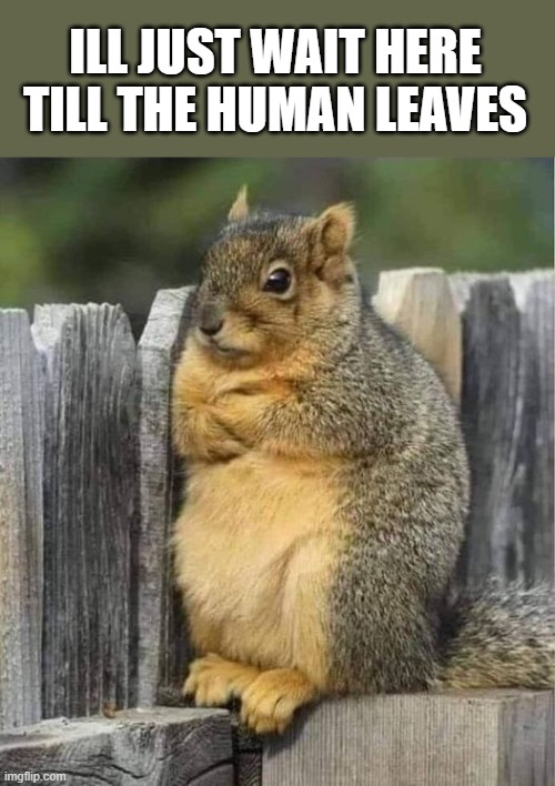 patient squirrel | ILL JUST WAIT HERE TILL THE HUMAN LEAVES | image tagged in squirrel,on the fence | made w/ Imgflip meme maker