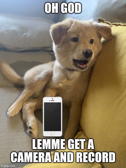Wow dog | OH GOD LEMME GET A CAMERA AND RECORD | image tagged in wow dog | made w/ Imgflip meme maker
