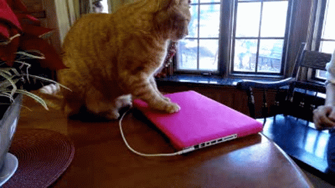 Mah Laptop - Imgflip
