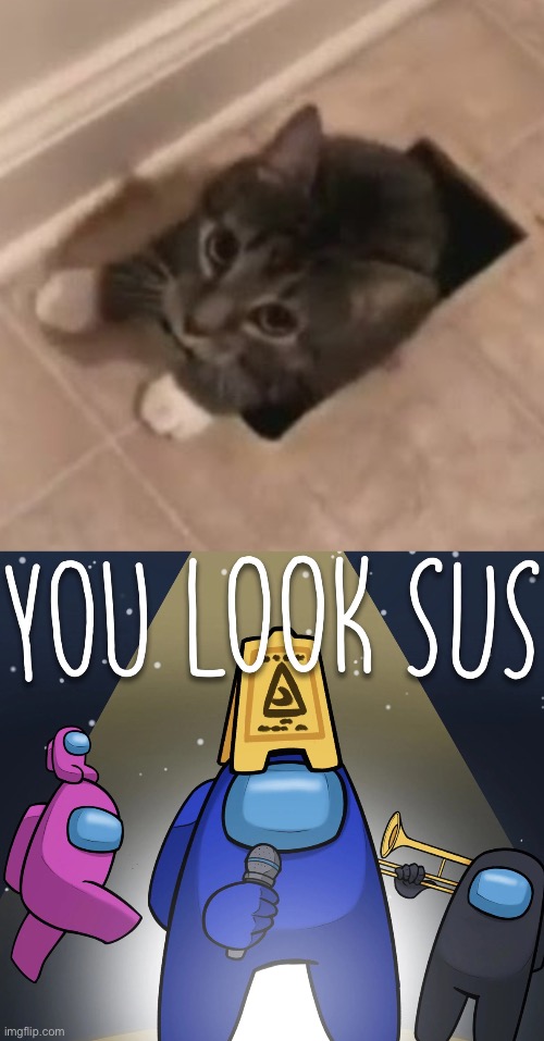 Cat lookin kinda sus | image tagged in sus,cat,vent | made w/ Imgflip meme maker