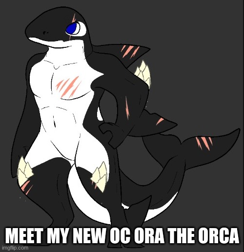 thank you Kendle_The_Protogen for making him for me | MEET MY NEW OC ORA THE ORCA | image tagged in ora the orca | made w/ Imgflip meme maker