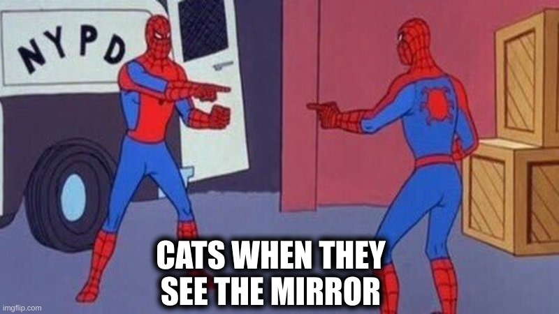 spiderman pointing at spiderman cat version | CATS WHEN THEY SEE THE MIRROR | image tagged in cats,spiderman pointing at spiderman | made w/ Imgflip meme maker