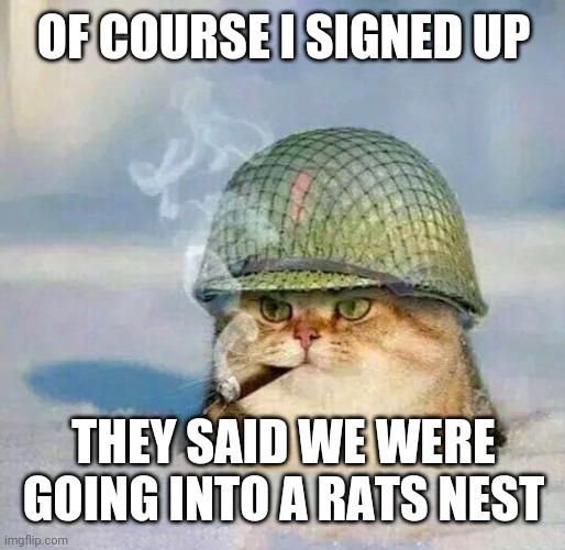 War Cat |  OF COURSE I SIGNED UP; THEY SAID WE WERE GOING INTO A RATS NEST | image tagged in war cat | made w/ Imgflip meme maker