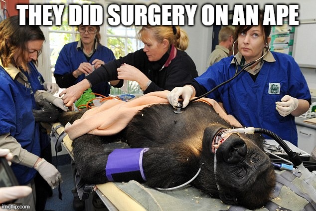 throwback time | THEY DID SURGERY ON AN APE | image tagged in monkey,they did surgery on a grape | made w/ Imgflip meme maker
