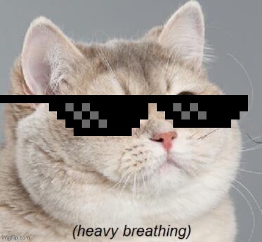 Day 2 of putting sunglasses on animals. | image tagged in memes,heavy breathing cat | made w/ Imgflip meme maker