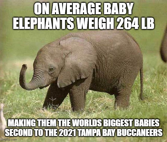 Baby elephant | ON AVERAGE BABY ELEPHANTS WEIGH 264 LB; MAKING THEM THE WORLDS BIGGEST BABIES SECOND TO THE 2021 TAMPA BAY BUCCANEERS | image tagged in baby elephant,tampa bay buccaneers memes | made w/ Imgflip meme maker