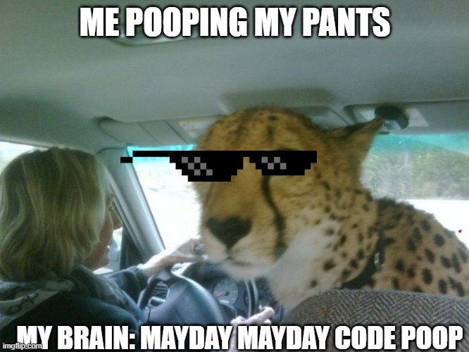 so how was school cheetah | ME POOPING MY PANTS; MY BRAIN: MAYDAY MAYDAY CODE POOP | image tagged in so how was school cheetah | made w/ Imgflip meme maker