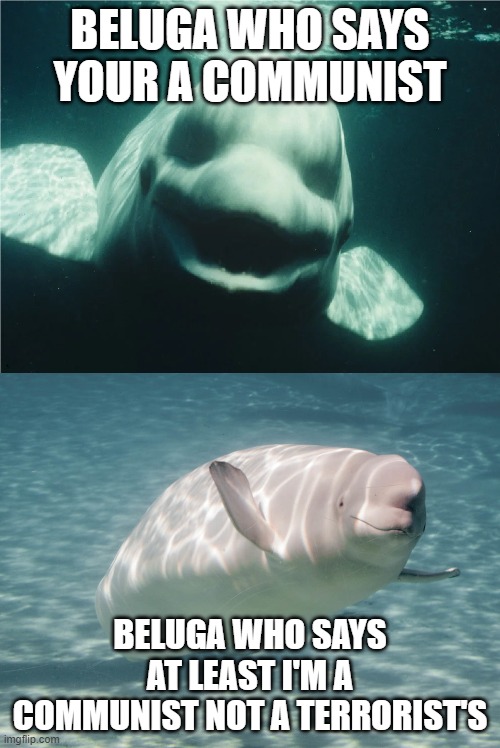 Beluga memes - Imgflip