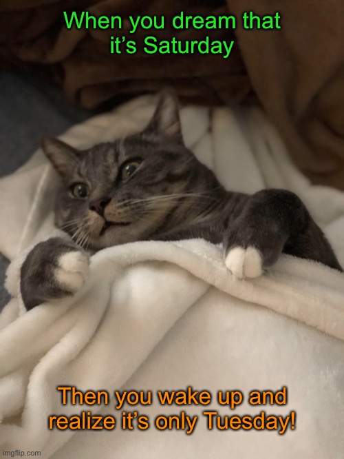 And Then I Woke Up | When you dream that
it’s Saturday; Then you wake up and realize it’s only Tuesday! | image tagged in funny memes,funny cat memes | made w/ Imgflip meme maker