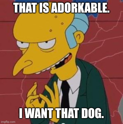 Excellent. | THAT IS ADORKABLE. I WANT THAT DOG. | image tagged in excellent | made w/ Imgflip meme maker