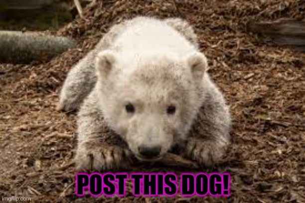 POST THIS DOG! | made w/ Imgflip meme maker