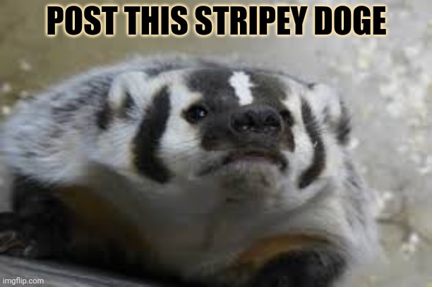 Post all the dogs | POST THIS STRIPEY DOGE | image tagged in doggo week,post this dog,post,the,doge | made w/ Imgflip meme maker