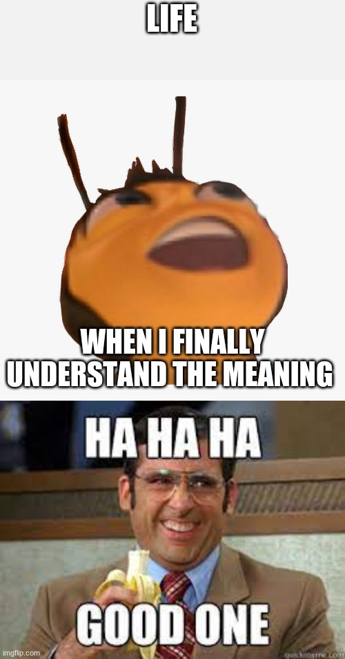Life | LIFE; WHEN I FINALLY UNDERSTAND THE MEANING | image tagged in life,no,bees,discovery,theoffice | made w/ Imgflip meme maker