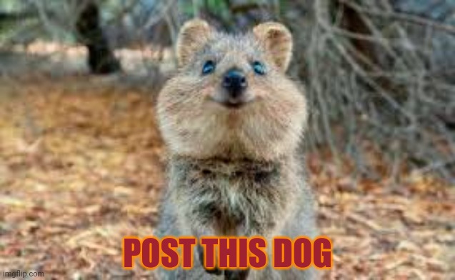 Post this dog |  POST THIS DOG | image tagged in post this dog,doggo week,just dew it,dogs,cute puppies | made w/ Imgflip meme maker