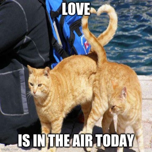 The love is in the air today :-) | LOVE; IS IN THE AIR TODAY | image tagged in cat,cats,meme,memes,heart,love | made w/ Imgflip meme maker
