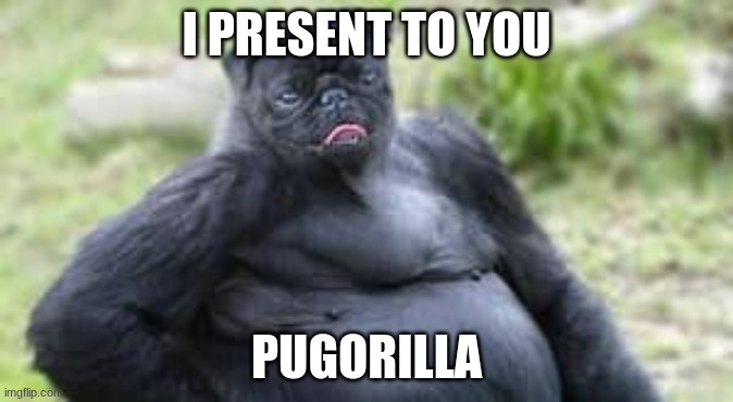 Pugorilla |  I PRESENT TO YOU; PUGORILLA | image tagged in funny,happy,have fun,nerdy,dont you squidward | made w/ Imgflip meme maker