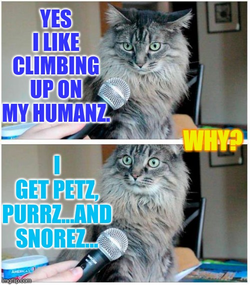 The Interview | YES I LIKE CLIMBING UP ON MY HUMANZ. I GET PETZ, PURRZ...AND SNOREZ... WHY? | image tagged in memes,cats,interview,pets,purr,snoring | made w/ Imgflip meme maker