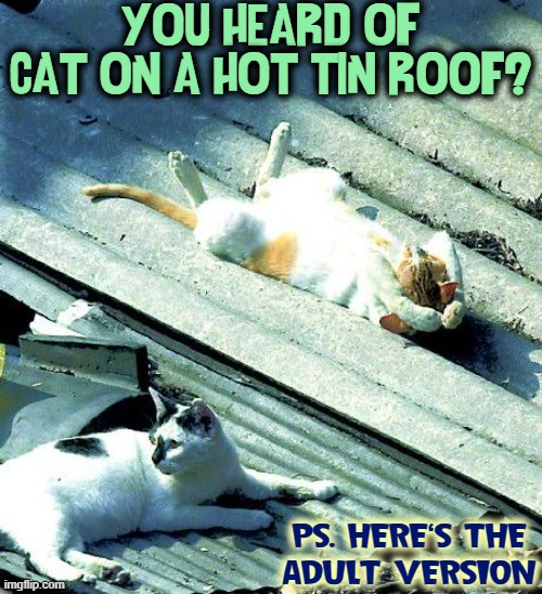Classic Cat Movies: CATS, Cat Woman, Keanu, Curse of the Cat People | YOU HEARD OF CAT ON A HOT TIN ROOF? PS. HERE'S THE
ADULT VERSION | image tagged in vince vance,cat,hot tin roof,funny cat memes,i love cats,meow | made w/ Imgflip meme maker