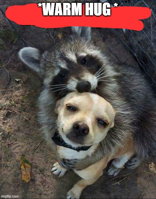 Raccoon hugging dog | *WARM HUG * | image tagged in raccoon hugging dog | made w/ Imgflip meme maker