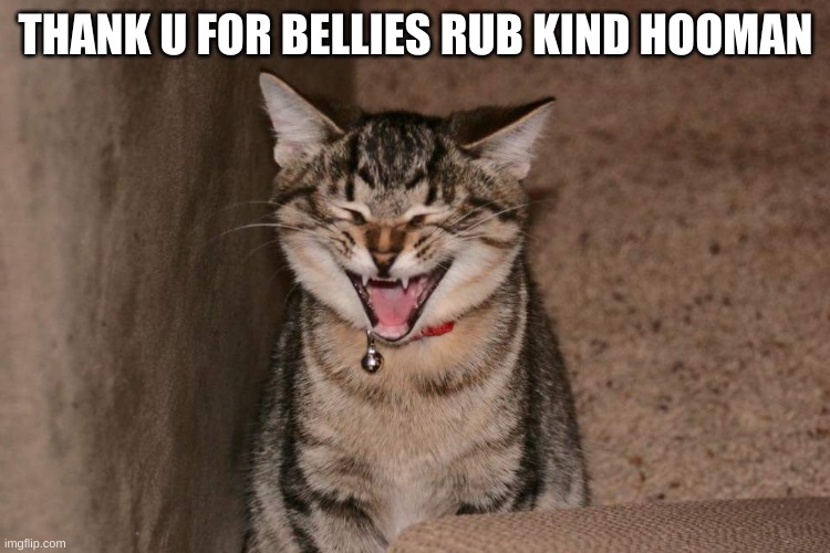 Lol cat | THANK U FOR BELLIES RUB KIND HOOMAN | image tagged in lol cat | made w/ Imgflip meme maker