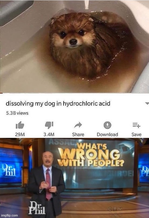 Poor dog | image tagged in dr phil what's wrong with people,dogs,acid | made w/ Imgflip meme maker