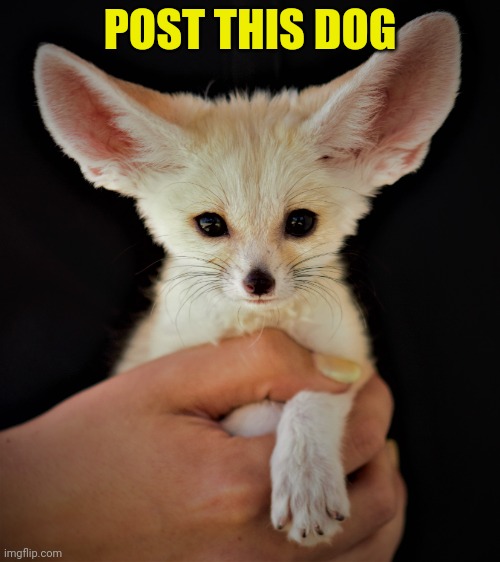 Doggo week | POST THIS DOG | image tagged in post this dog,doge,cute puppies,but why why would you do that | made w/ Imgflip meme maker