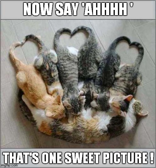Sweetness Overload ! | NOW SAY 'AHHHH '; THAT'S ONE SWEET PICTURE ! | image tagged in cats,kittens,sweet,hearts | made w/ Imgflip meme maker
