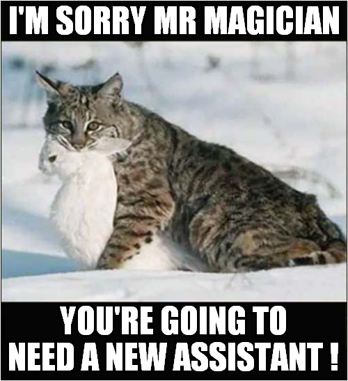 Nature Can Be Cruel ! | I'M SORRY MR MAGICIAN; YOU'RE GOING TO NEED A NEW ASSISTANT ! | image tagged in magician,white rabbit,snow leopard,arctic hare | made w/ Imgflip meme maker