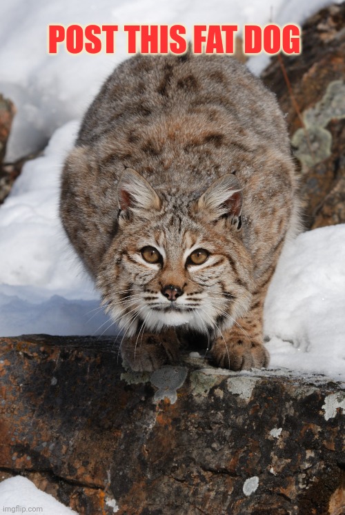 Post the doggo | POST THIS FAT DOG | image tagged in post this dog | made w/ Imgflip meme maker