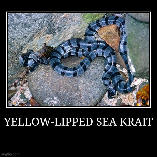 Yellow-Lipped Sea Krait | YELLOW-LIPPED SEA KRAIT | | image tagged in demotivationals,sea krait | made w/ Imgflip demotivational maker
