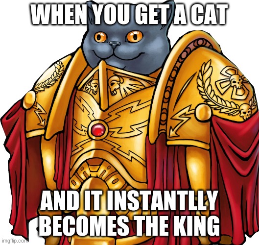 Kitten the Captain General | WHEN YOU GET A CAT; AND IT INSTANTLLY BECOMES THE KING | image tagged in kitten the captain general | made w/ Imgflip meme maker